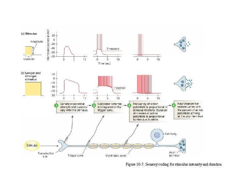 Figure 10 -7: Sensory coding for stimulus intensity and duration 
