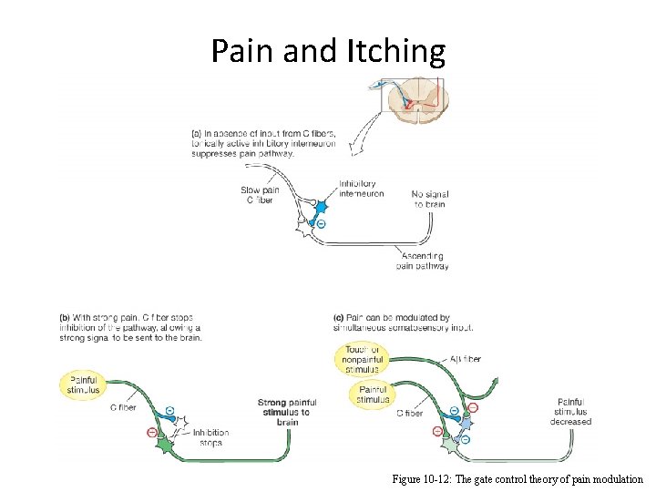 Pain and Itching Figure 10 -12: The gate control theory of pain modulation 