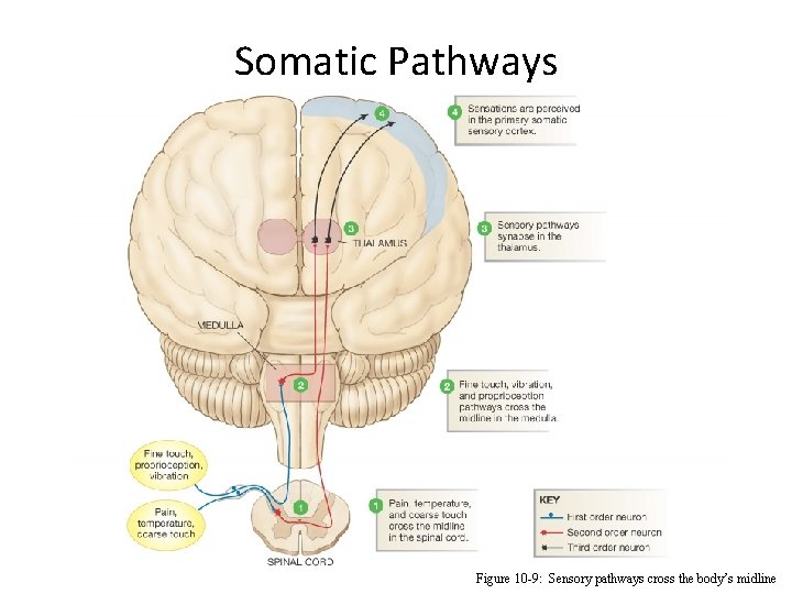 Somatic Pathways Figure 10 -9: Sensory pathways cross the body’s midline 