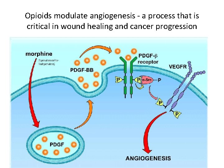 Opioids modulate angiogenesis - a process that is critical in wound healing and cancer