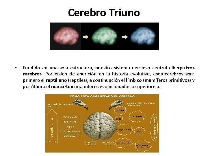 Cerebro Triuno • Fundido en una sola estructura, nuestro sistema nervioso central alberga tres