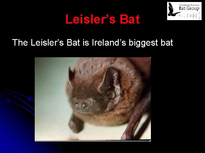 Leisler’s Bat The Leisler’s Bat is Ireland’s biggest bat 