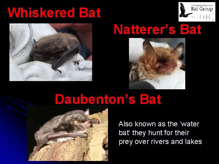 Whiskered Bat Natterer’s Bat Daubenton’s Bat Also known as the ‘water bat’ they hunt