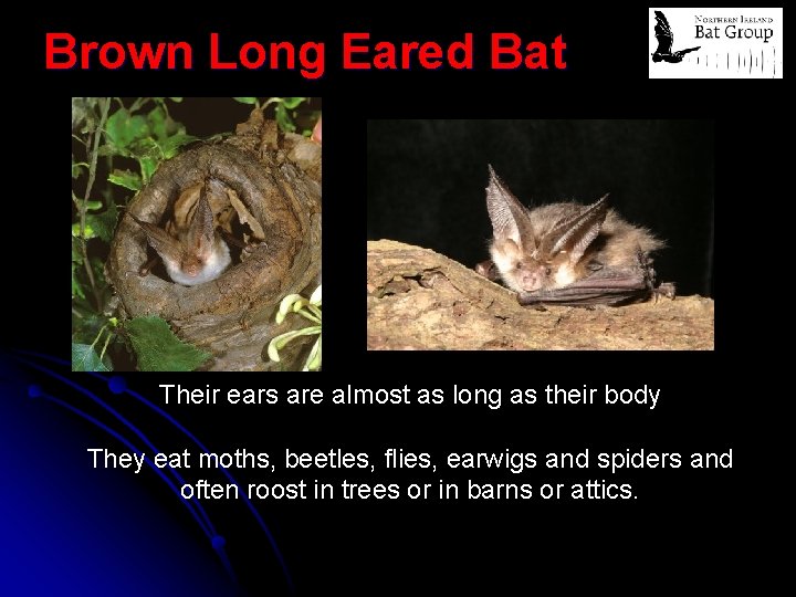 Brown Long Eared Bat Their ears are almost as long as their body They