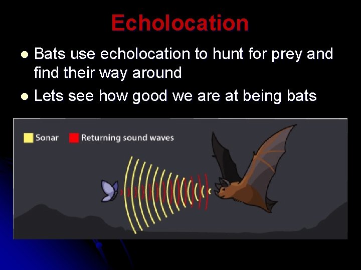Echolocation Bats use echolocation to hunt for prey and find their way around l