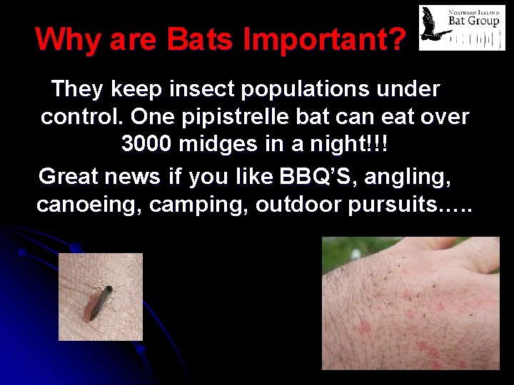 Why are Bats Important? They keep insect populations under control. One pipistrelle bat can