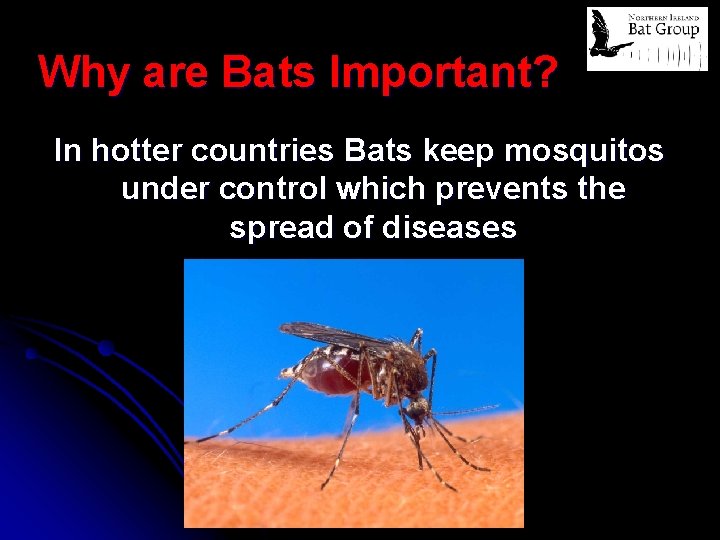 Why are Bats Important? In hotter countries Bats keep mosquitos under control which prevents