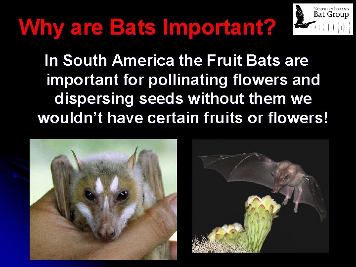 Why are Bats Important? In South America the Fruit Bats are important for pollinating