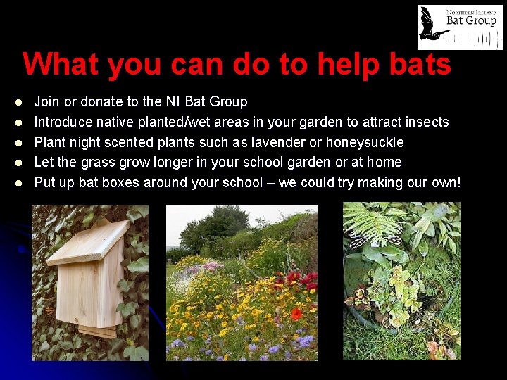 What you can do to help bats l l l Join or donate to