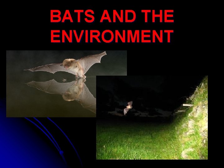 BATS AND THE ENVIRONMENT 