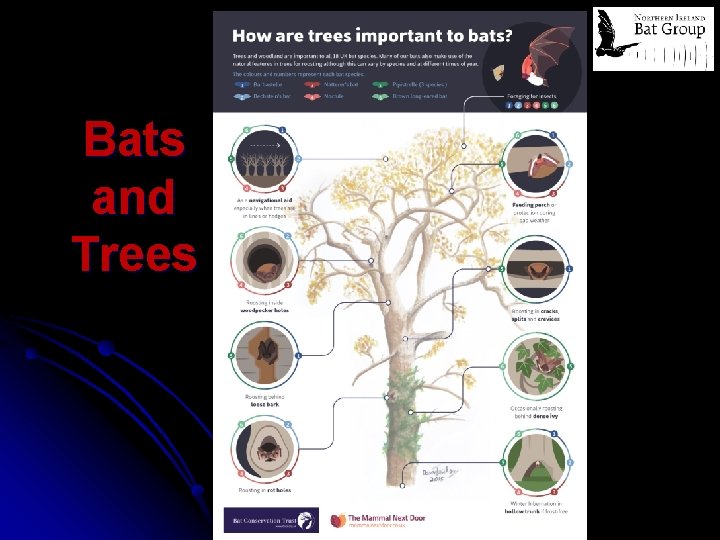 Bats and Trees 
