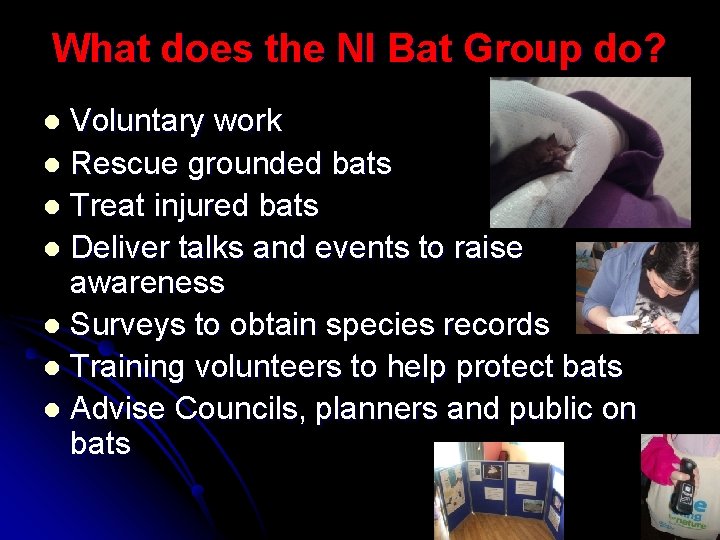 What does the NI Bat Group do? Voluntary work l Rescue grounded bats l