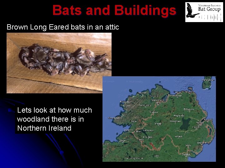 Bats and Buildings Brown Long Eared bats in an attic Lets look at how