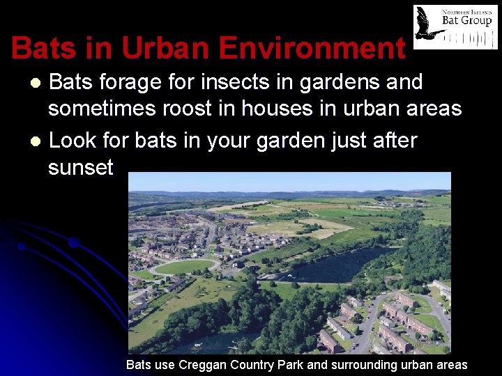 Bats in Urban Environment Bats forage for insects in gardens and sometimes roost in