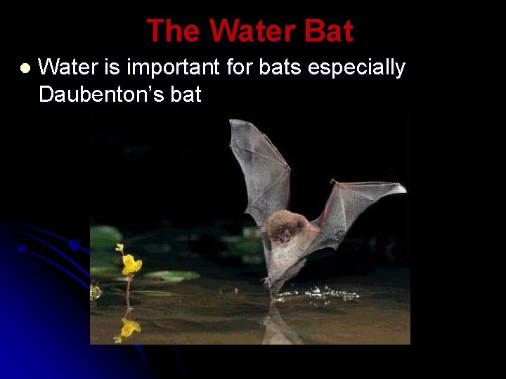 The Water Bat l Water is important for bats especially Daubenton’s bat 
