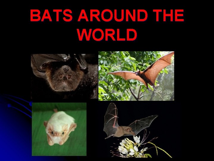 BATS AROUND THE WORLD 