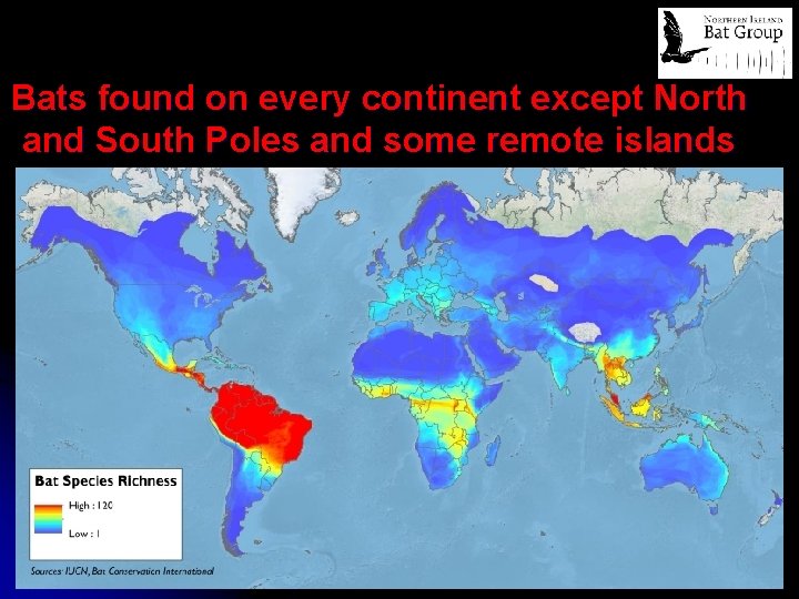 Bats found on every continent except North and South Poles and some remote islands