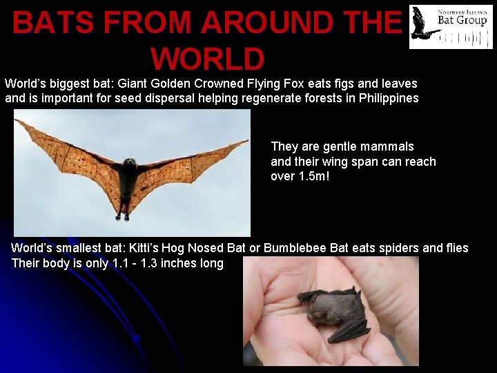 BATS FROM AROUND THE WORLD World’s biggest bat: Giant Golden Crowned Flying Fox eats