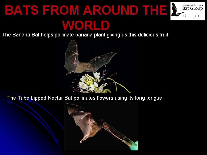 BATS FROM AROUND THE WORLD The Banana Bat helps pollinate banana plant giving us