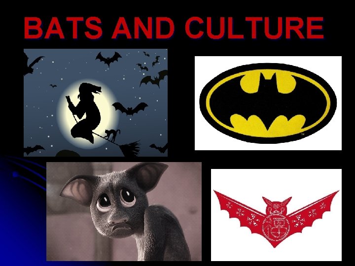 BATS AND CULTURE 