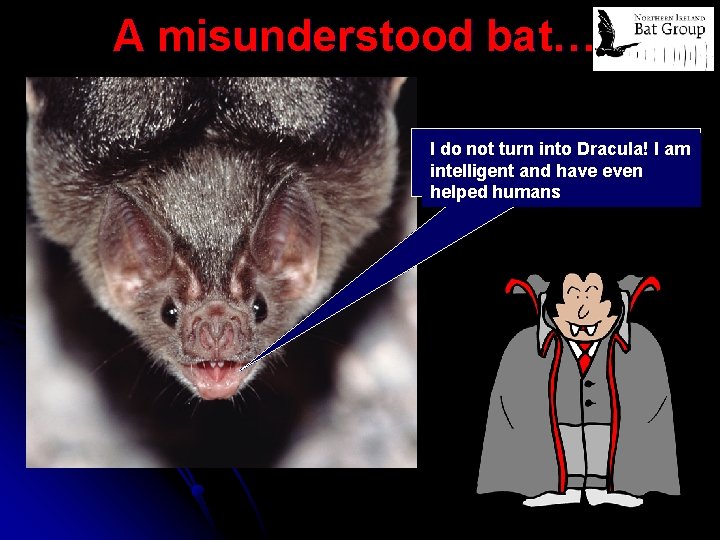 A misunderstood bat…. I do not turn into Dracula! I am intelligent and have