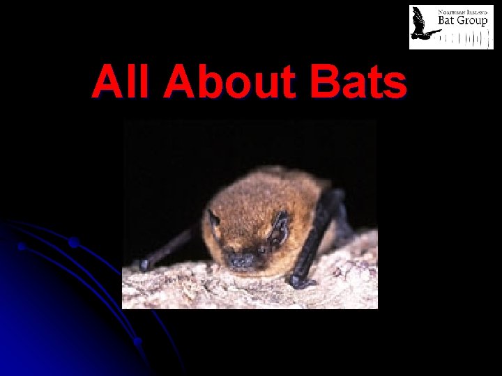 All About Bats 