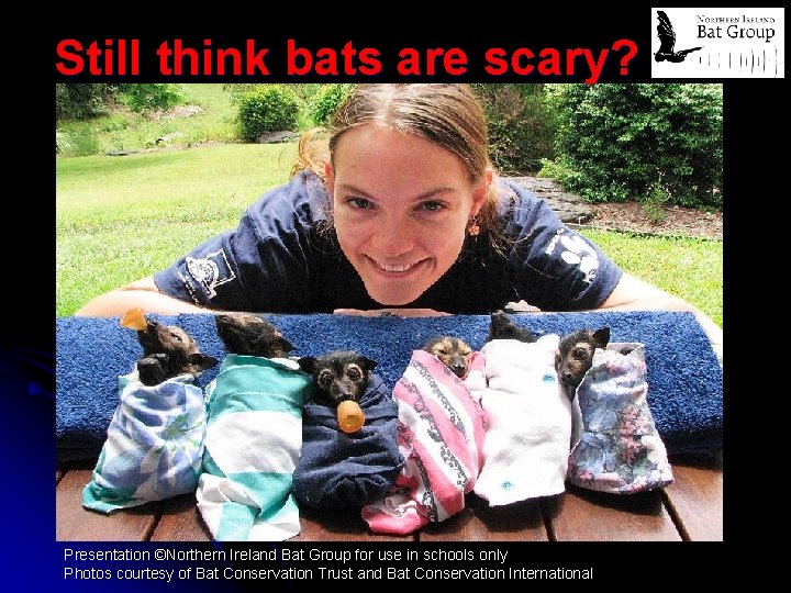 Still think bats are scary? Presentation ©Northern Ireland Bat Group for use in schools