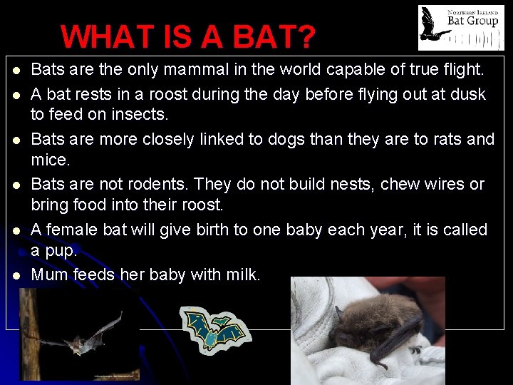 WHAT IS A BAT? l l l Bats are the only mammal in the
