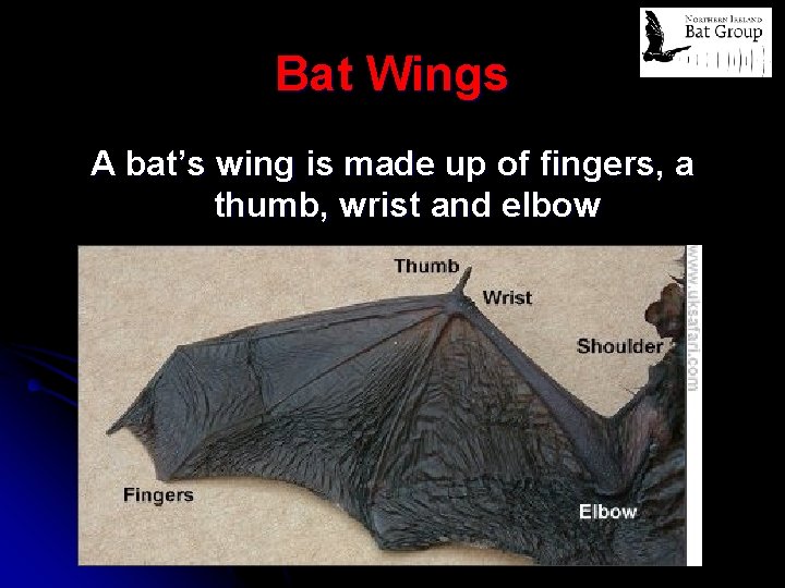 Bat Wings A bat’s wing is made up of fingers, a thumb, wrist and