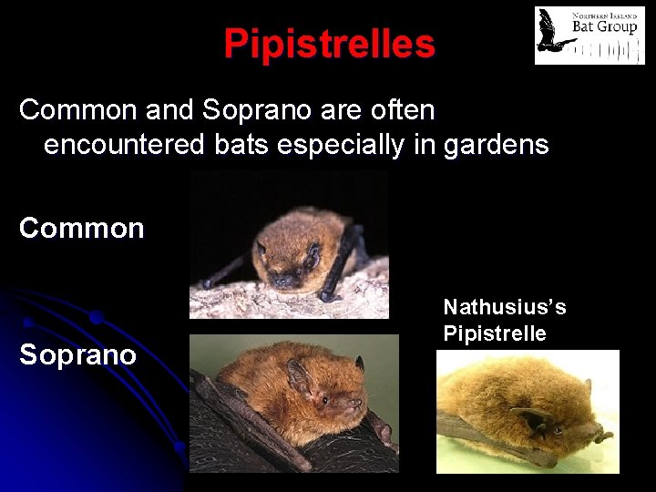 Pipistrelles Common and Soprano are often encountered bats especially in gardens Common Soprano Nathusius’s