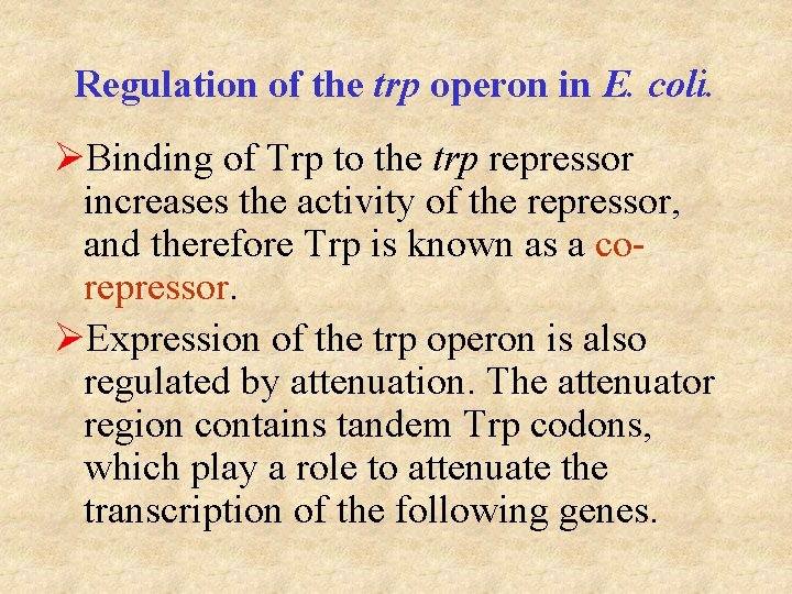 Regulation of the trp operon in E. coli. ØBinding of Trp to the trp