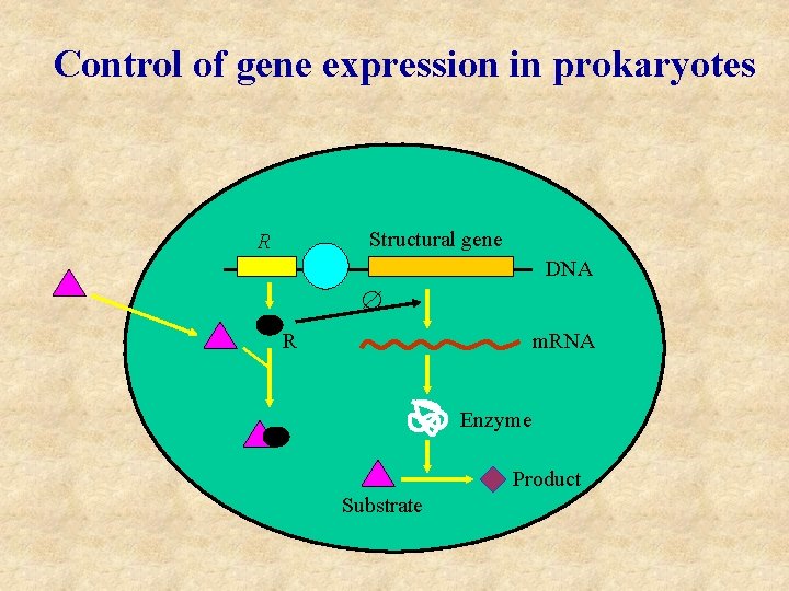 Control of gene expression in prokaryotes Structural gene R DNA R m. RNA Enzyme