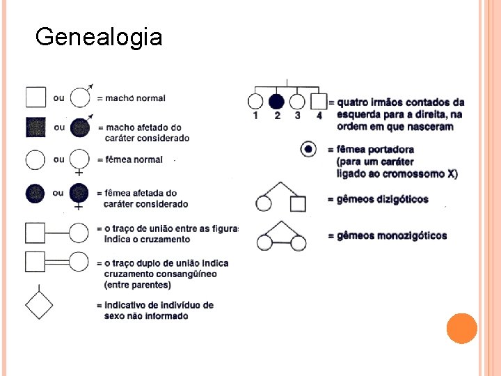 Genealogia 