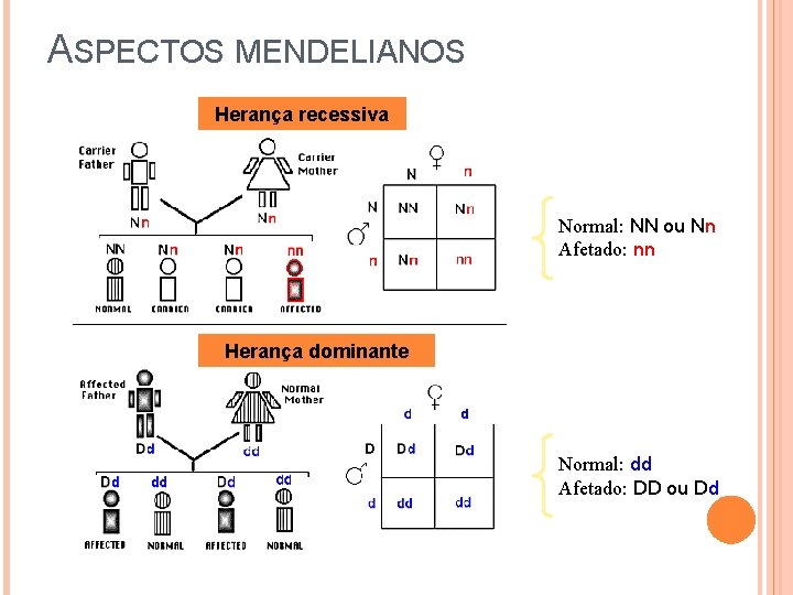 ASPECTOS MENDELIANOS Herança recessiva Normal: NN ou Nn Afetado: nn Herança dominante Normal: dd