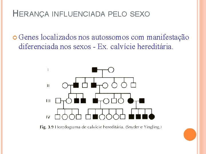 HERANÇA INFLUENCIADA PELO SEXO Genes localizados nos autossomos com manifestação diferenciada nos sexos -