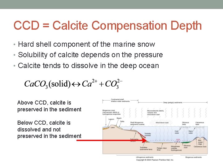 CCD = Calcite Compensation Depth • Hard shell component of the marine snow •