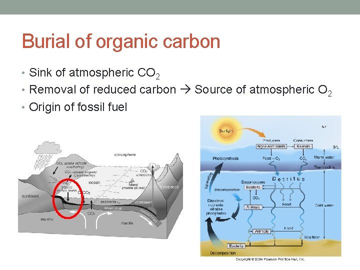 Burial of organic carbon • Sink of atmospheric CO 2 • Removal of reduced
