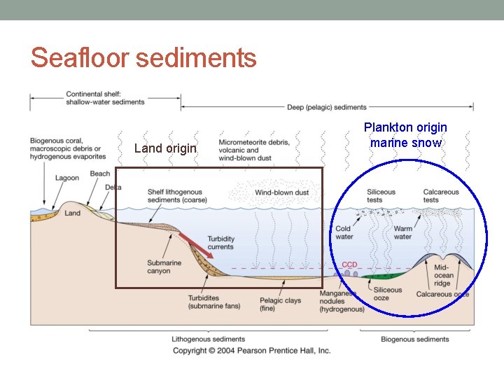 Seafloor sediments Land origin Plankton origin marine snow 
