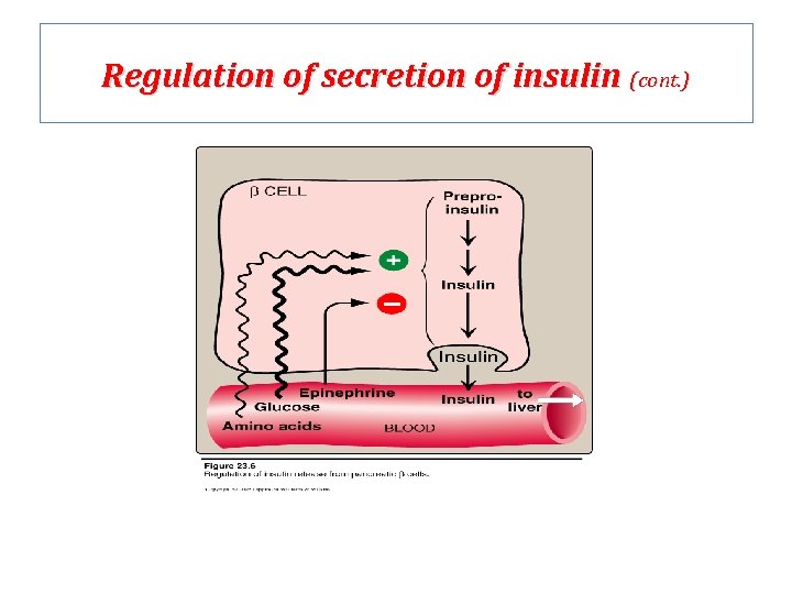 Regulation of secretion of insulin (cont. ) 