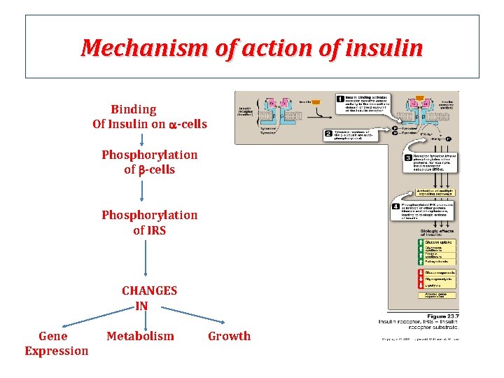 Mechanism of action of insulin Binding Of Insulin on a-cells Phosphorylation of b-cells Phosphorylation