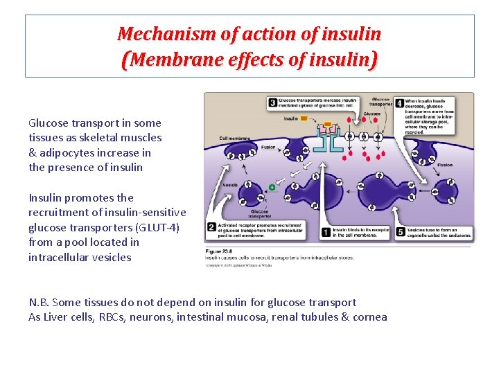 Mechanism of action of insulin (Membrane effects of insulin) Glucose transport in some tissues