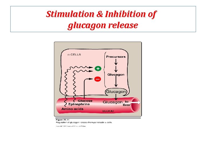 Stimulation & Inhibition of glucagon release 