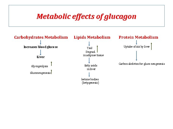 Metabolic effects of glucagon Carbohydrates Metabolism Increases blood glucose Liver Glycogenlysis Lipids Metabolism TAG