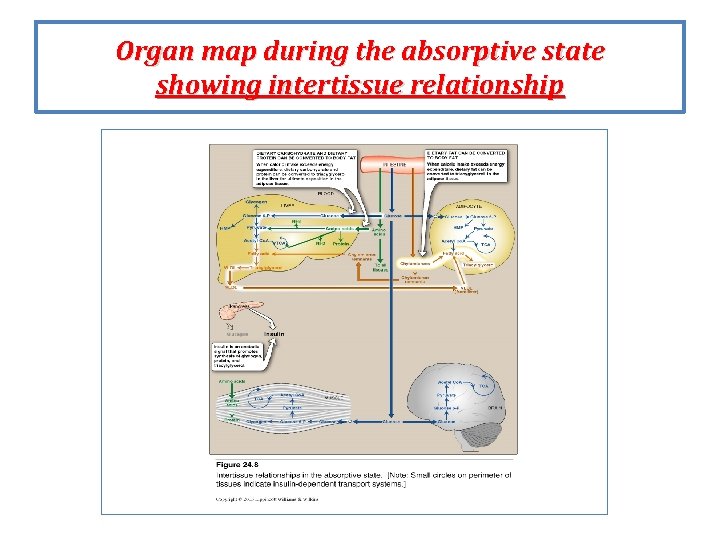 Organ map during the absorptive state showing intertissue relationship 