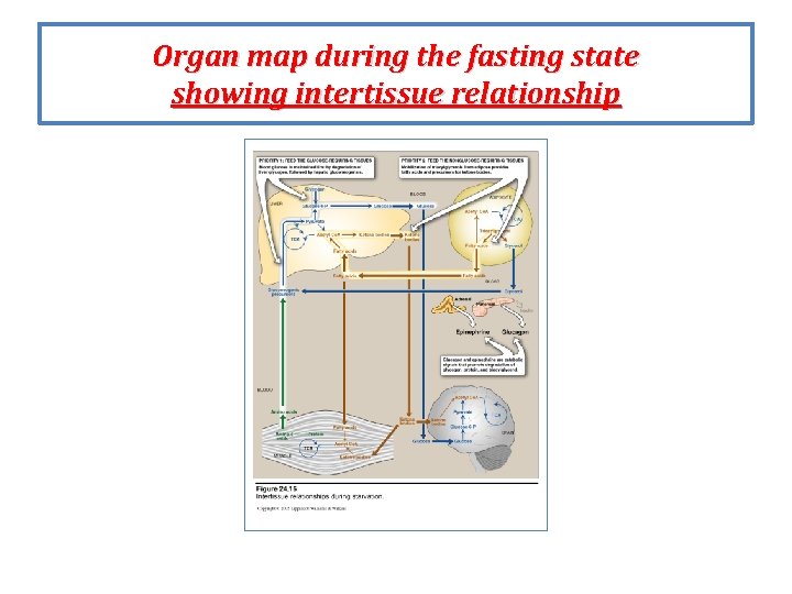 Organ map during the fasting state showing intertissue relationship 