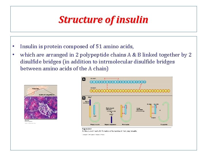 Structure of insulin • Insulin is protein composed of 51 amino acids, • which