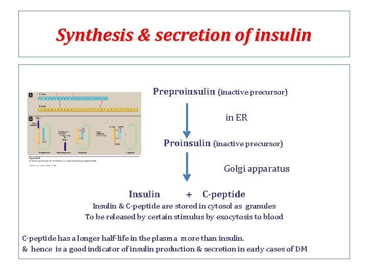 Synthesis & secretion of insulin Preproinsulin (inactive precursor) in ER Proinsulin (inactive precursor) Golgi
