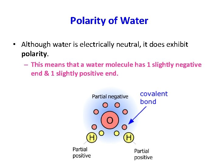 Polarity of Water • Although water is electrically neutral, it does exhibit polarity. –