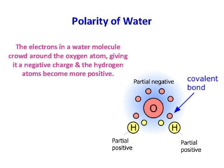 Polarity of Water The electrons in a water molecule crowd around the oxygen atom,