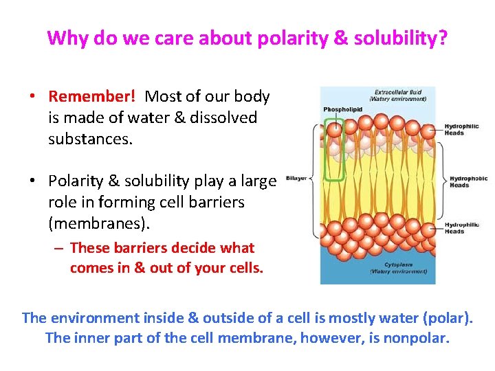 Why do we care about polarity & solubility? • Remember! Most of our body